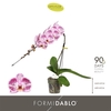 Phalaenopsis overig paars