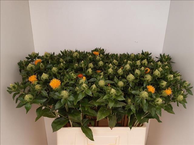 <h4>Carthamus Oranje</h4>