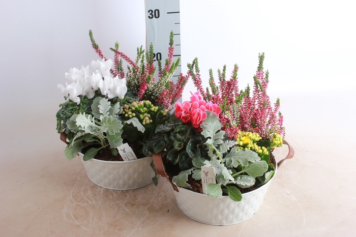 <h4>ARR TUINPLANTEN</h4>