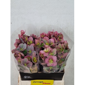 HELL FRK PIPPAS PURP