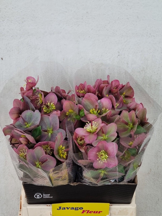 <h4>HELL FRK PIPPAS PURP</h4>