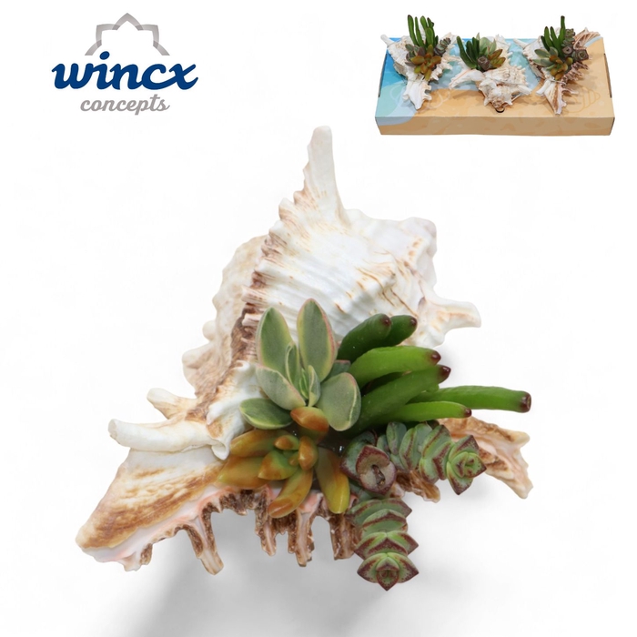 <h4>Concepts® - Uniqueshells 'murex' (m) Concepts®</h4>