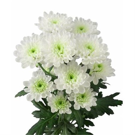 <h4>Chrysanthemum( Indicum Grp) tros Altaj</h4>