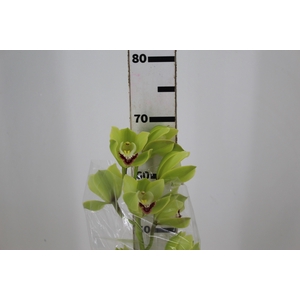 CYMBIDIUM HT 5/9 FLS VERDE
