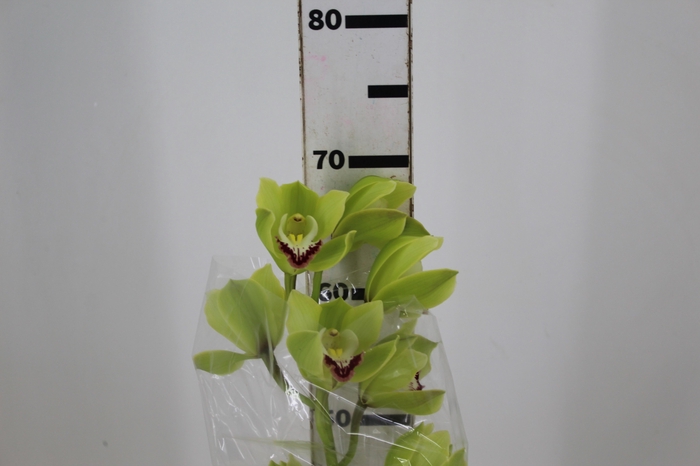 <h4>CYMBIDIUM HT 5/9 FLS VERDE</h4>