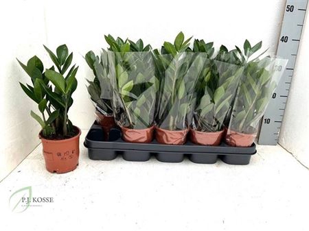 arr8 Zamio Zamiifolia