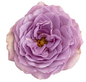 <h4>R Gr Deluxe Collection Lavender Bouquet 40cm CO</h4>