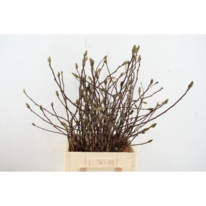MAGNOLIA STER WIT PER STEM 080CM