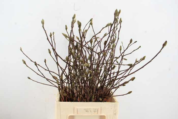 <h4>MAGNOLIA STER WIT PER STEM 080CM</h4>