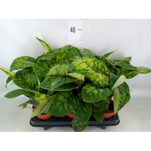 Homalomena wal. 'Camouflage'