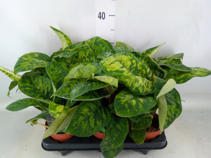 <h4>Homalomena wal. 'Camouflage'</h4>