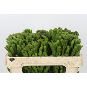 Kaaps Groen Albigreen