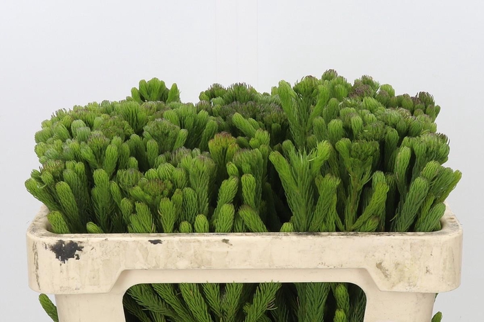 <h4>Kaaps Groen Albigreen</h4>