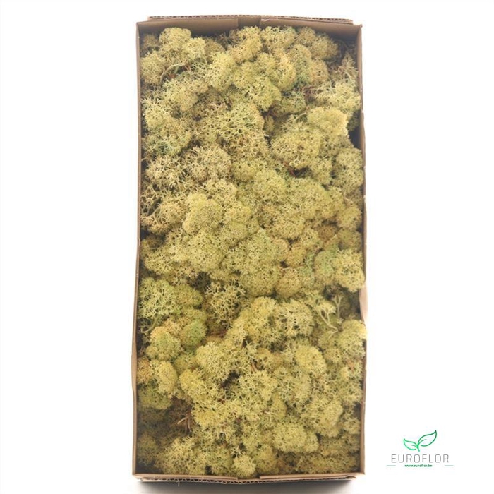 <h4>IJSLANDS MOS OUDGROEN 500GR</h4>