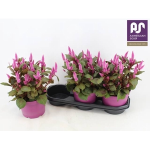 CEL WILD PINK