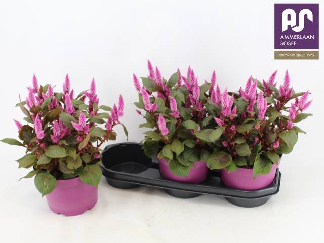 <h4>CEL WILD PINK</h4>