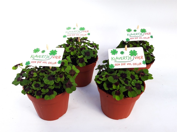 <h4>Oxalis deppei</h4>