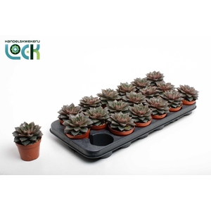 Echeveria Purpusorum