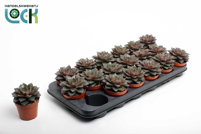 <h4>Echeveria Purpusorum</h4>
