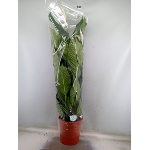 Spathiphyllum  'Sweet Sebastiano'