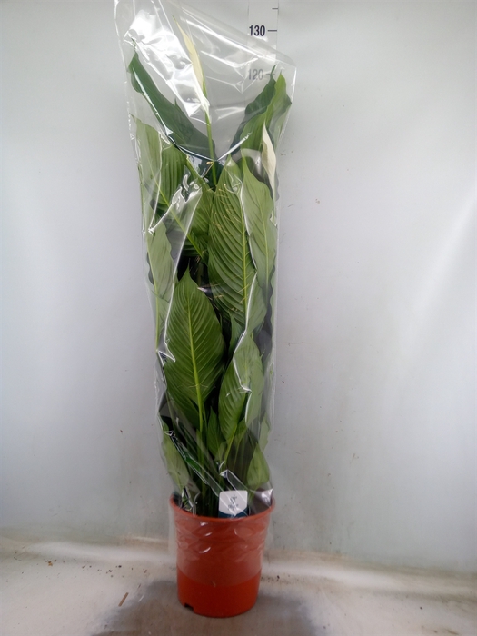 <h4>Spathiphyllum  'Sweet Sebastiano'</h4>