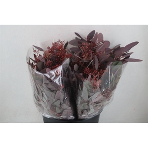 Euca Populus Berry Short Abs Red 150g Pbs