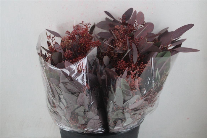 <h4>Euca Populus Berry Short Abs Red 150g Pbs</h4>