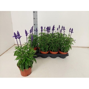 SALVIA NE BOR D BLUE
