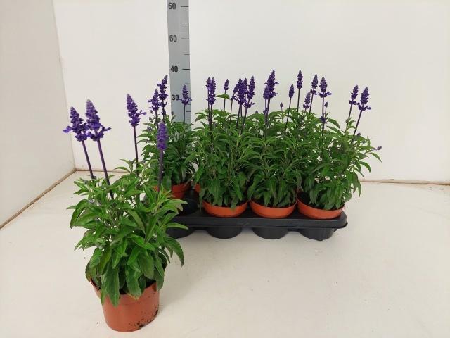 <h4>SALVIA NE BOR D BLUE</h4>