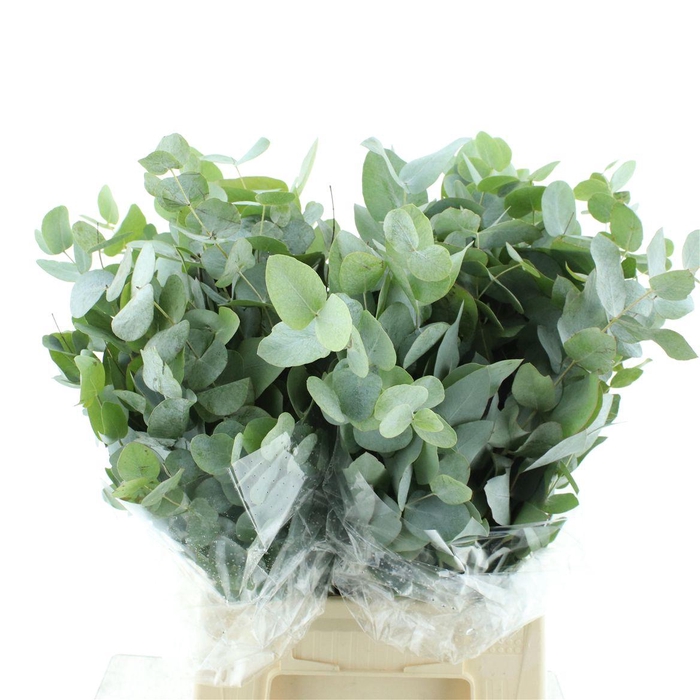 <h4>Euca Cinerea Short 200grams X10</h4>