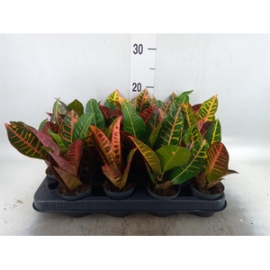 Codiaeum var. GR 'Petra'