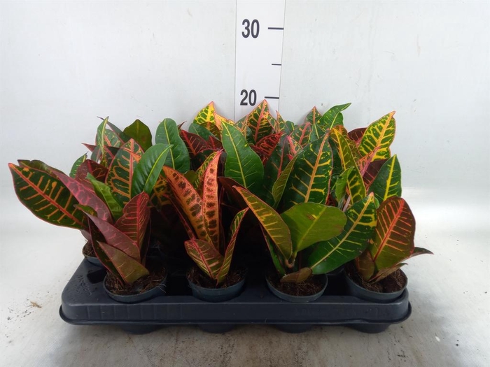 <h4>Codiaeum var. GR 'Petra'</h4>