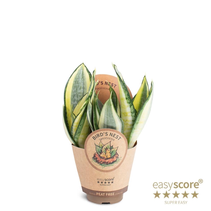 <h4>SANSEVIERIA TRIFASCIATA</h4>