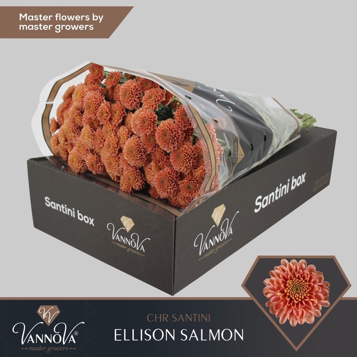 <h4>Chrysanthemum SA 'Ellison Salmon'</h4>
