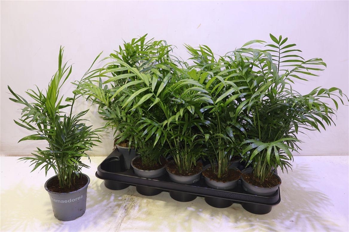 <h4>Chamaed Elegans</h4>