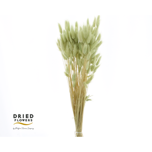 Dried Bleached Lagurus Mint 60gr