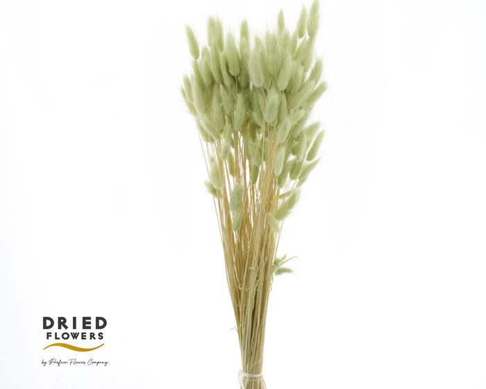 <h4>Dried Bleached Lagurus Mint 60gr</h4>