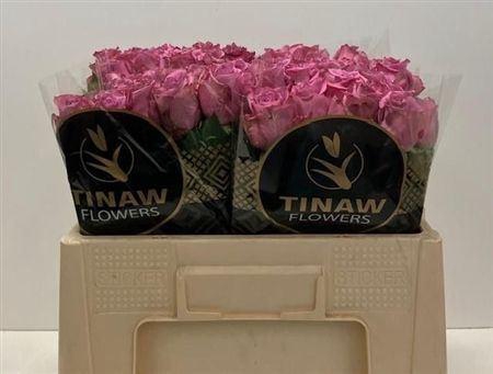 <h4>R Gr New Orleans</h4>