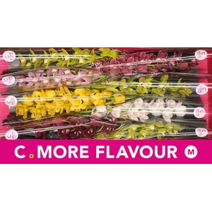 Mini cymbidium 'Mix' 70 cm