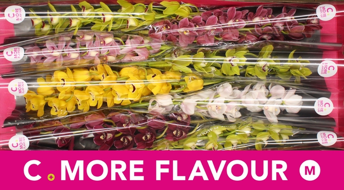 <h4>Mini cymbidium 'Mix' 70 cm</h4>