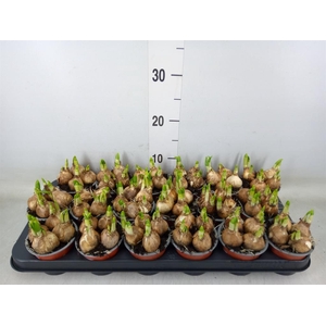 Narcissus  'Tete a tete'