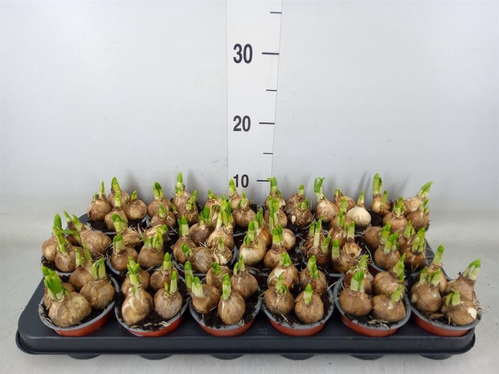 <h4>Narcissus  'Tete a tete'</h4>