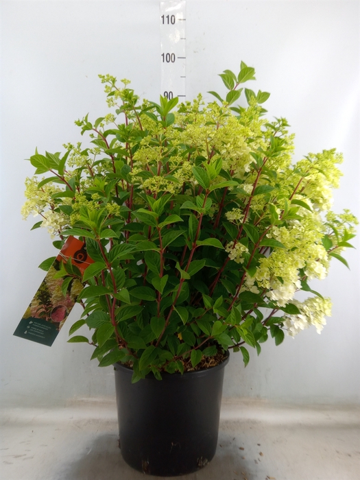 <h4>Hydrangea pan. 'Sundae Fraise'</h4>