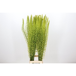 Eremurus Shelford Yellow Sun