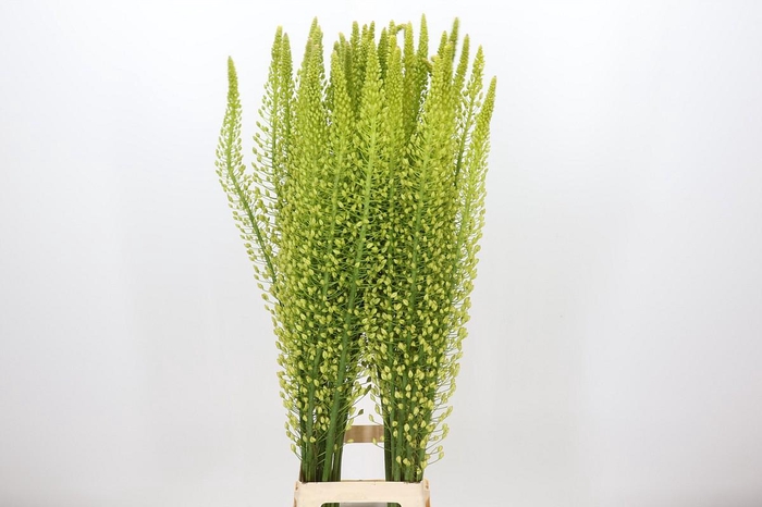 <h4>Eremurus Shelford Yellow Sun</h4>