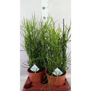 Euphorbia tirucalli