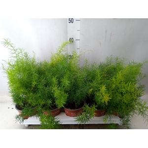 Asparagus dens. 'Sprengeri'
