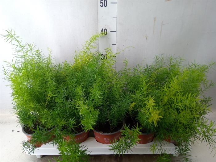<h4>Asparagus dens. 'Sprengeri'</h4>