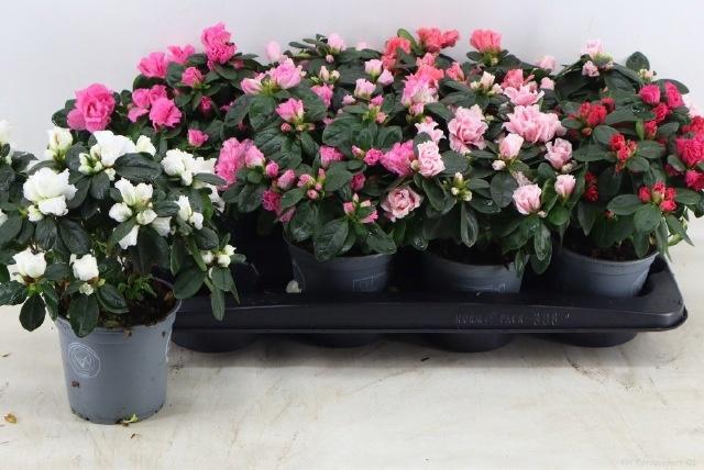 <h4>RHODO SI VOGEL GEM</h4>