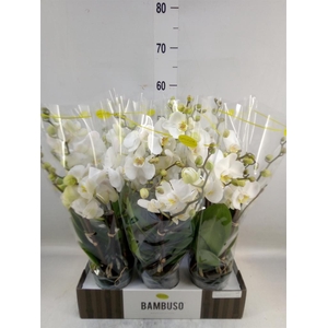 Phalaenopsis   ...white
